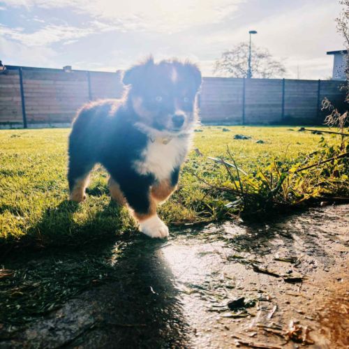 Berger américain miniature