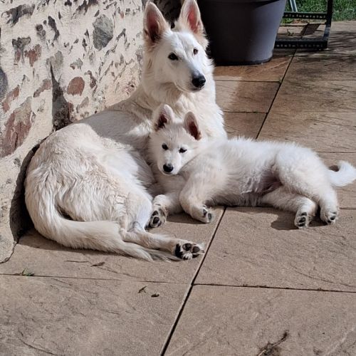 Bébé berger blanc suisse