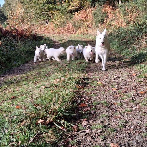 Bébé berger blanc suisse
