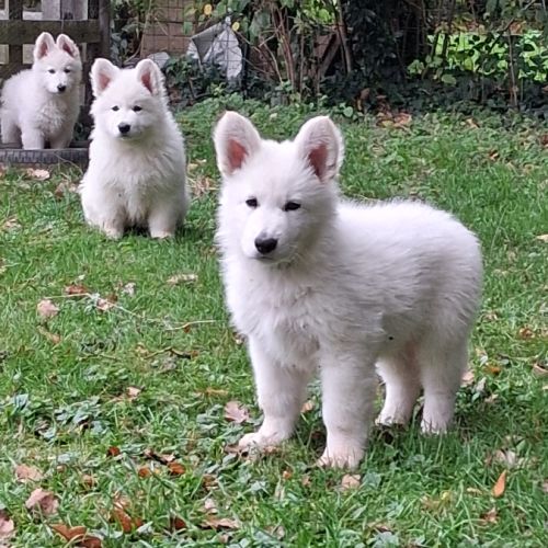 Bébé berger blanc suisse
