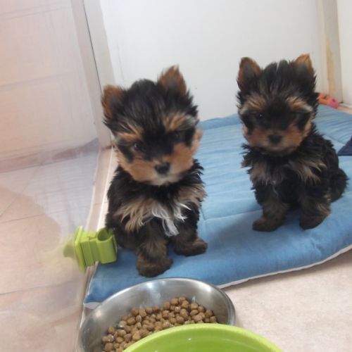 Chiot yorkshire terrier de parents lof