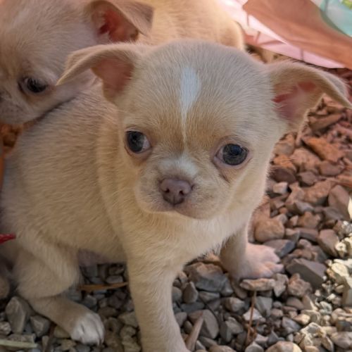 Femelle chihuahua