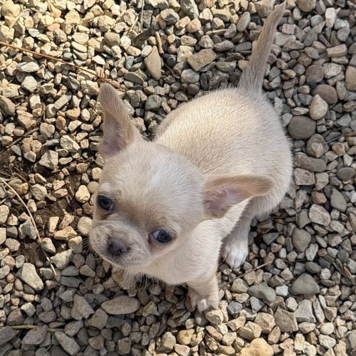 Femelle chihuahua