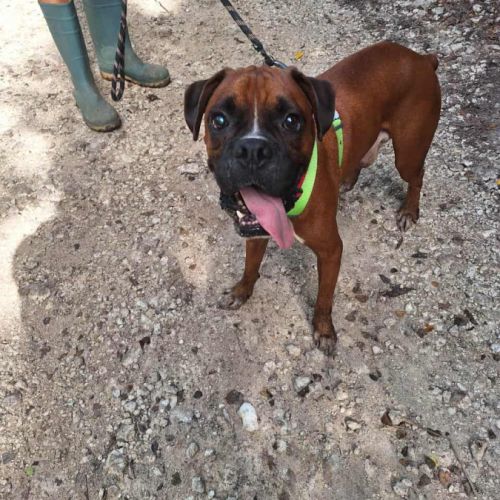Rouky, le beau boxer créole
