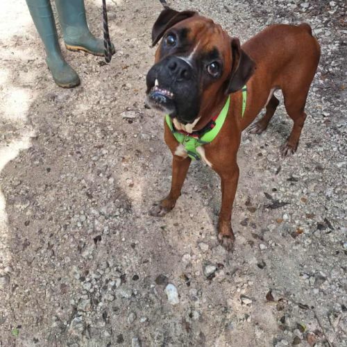 Rouky, le beau boxer créole