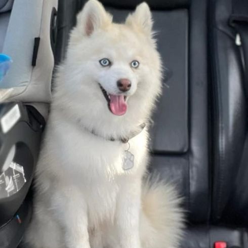 Magnifique type pomsky recherche sa famille