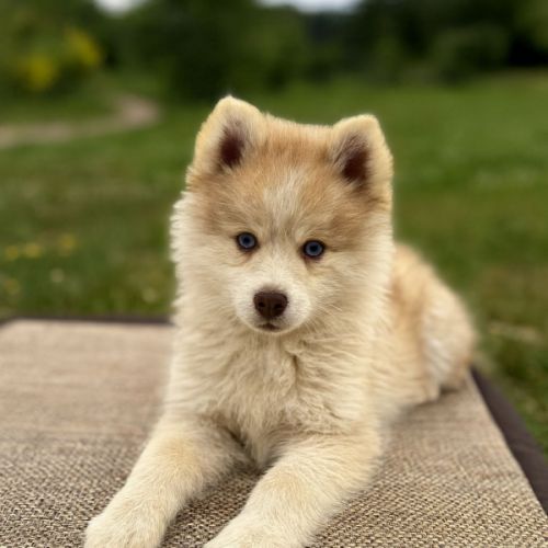 Magnifique type pomsky recherche sa famille