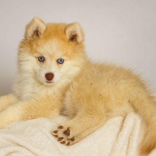 Magnifique type pomsky recherche sa famille