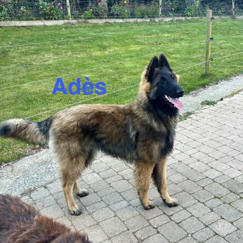 Chiots mâles berger belge tervueren lof