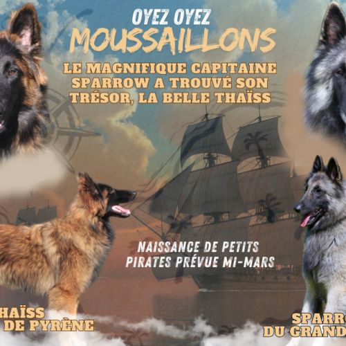 Chiots mâles berger belge tervueren lof