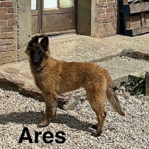 Chiots mâles berger belge tervueren lof