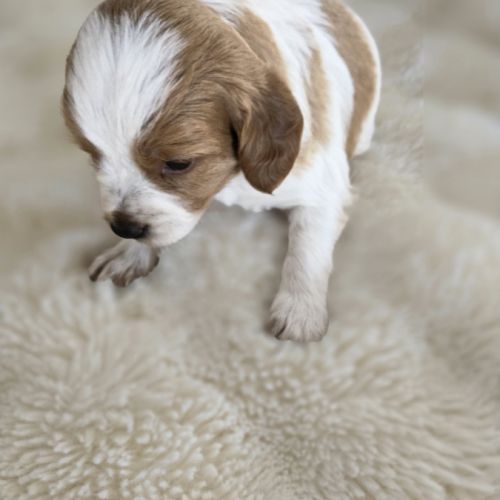 Chiots epagneul breton lof