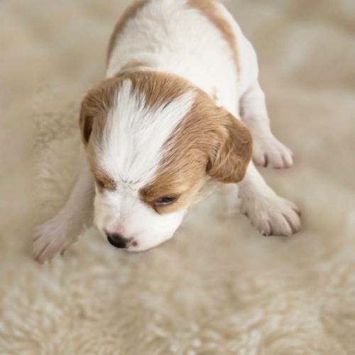 Chiots epagneul breton lof