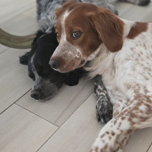 Chiots epagneul breton lof