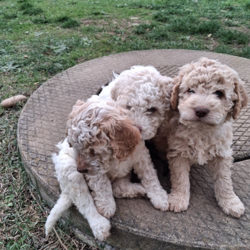 Vends chiots lagotto  romagnolo