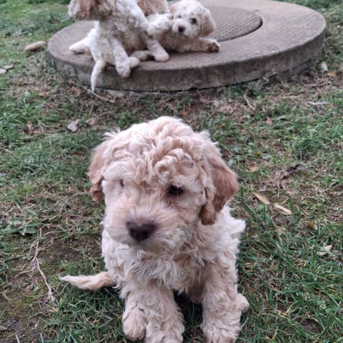 Vends chiots lagotto  romagnolo