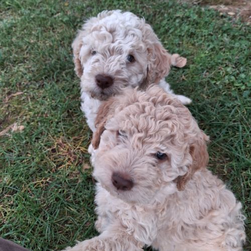 Vends chiots lagotto  romagnolo