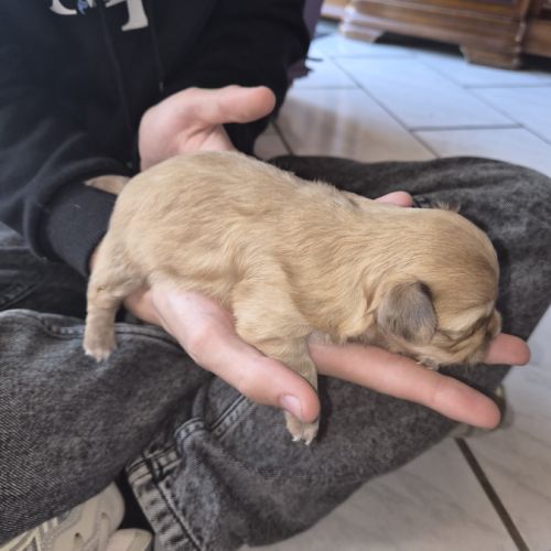 A réserver  2 m chiot chihuahua poil long non lof
