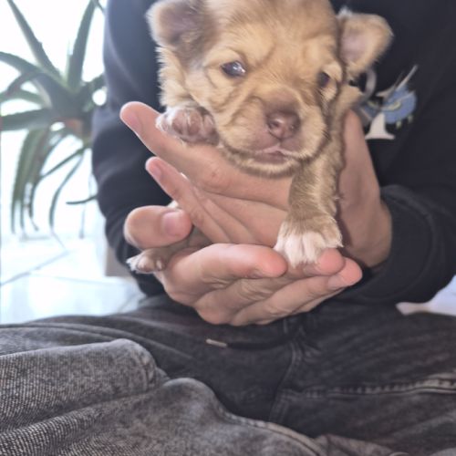 A réserver  2 m chiot chihuahua poil long non lof