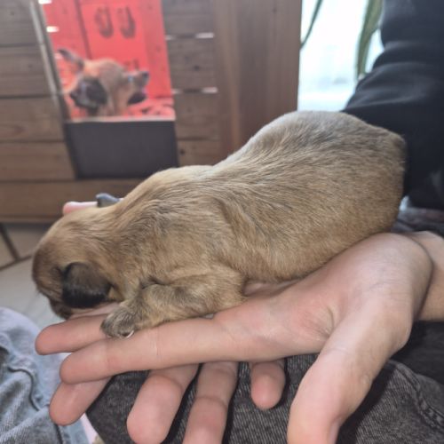 A réserver  2 m chiot chihuahua poil long non lof