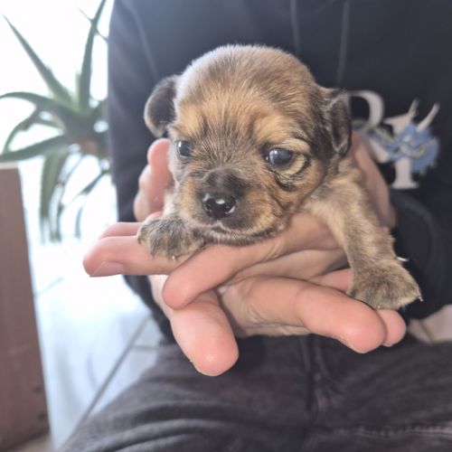 A réserver  2 m chiot chihuahua poil long non lof