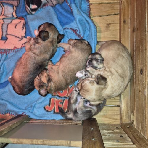 A réserver  2 m chiot chihuahua poil long non lof