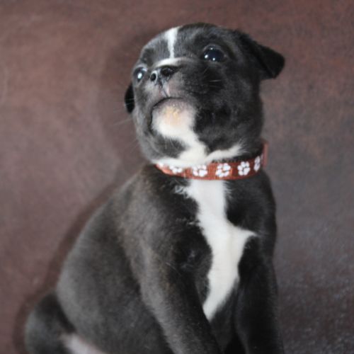 Chiot staffie lof à réserver