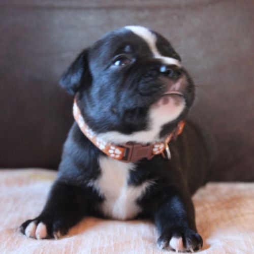 Chiot staffie lof à réserver