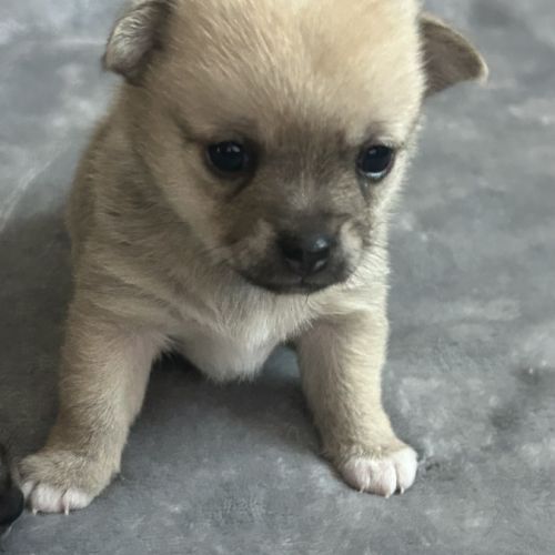 Chiots chihuahua femelles