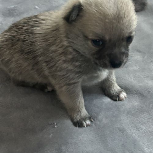 Chiots chihuahua femelles