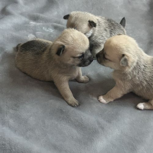 Chiots chihuahua femelles