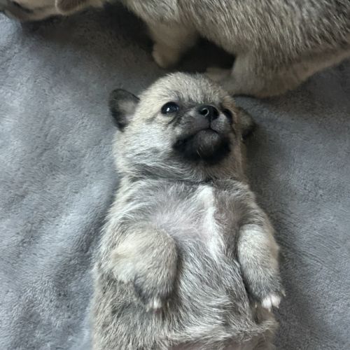 Chiots chihuahua femelles