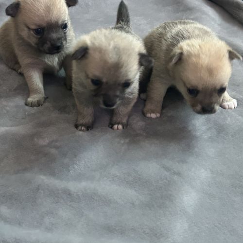 Chiots chihuahua femelles