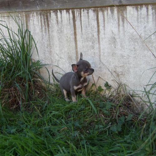 Chiot type chihuahua mâle à vendre