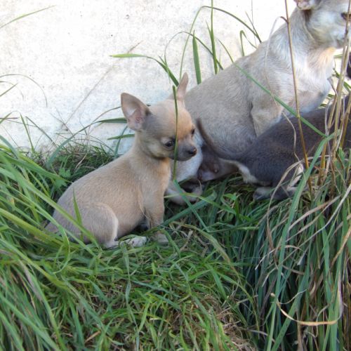 Chiot type chihuahua mâle à vendre