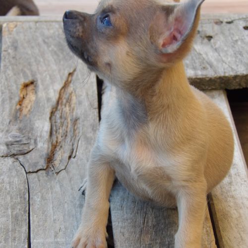 Chiot type chihuahua mâle à vendre