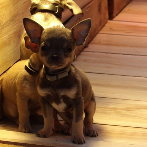 Chiot type chihuahua mâle à vendre