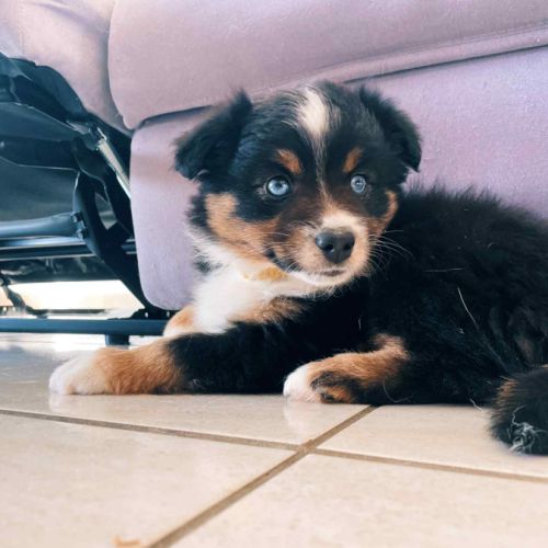 Berger américain miniature