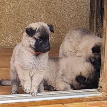 Magnifique chiot tervueren