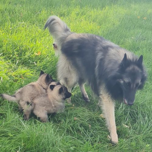 Magnifique chiot tervueren