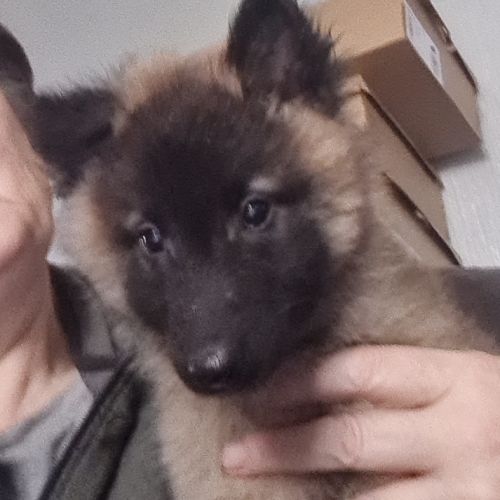 Magnifique chiot tervueren