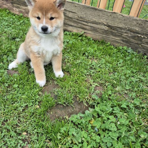Shiba inu  mâles