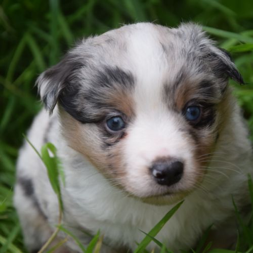 Chiots willyfriend lof