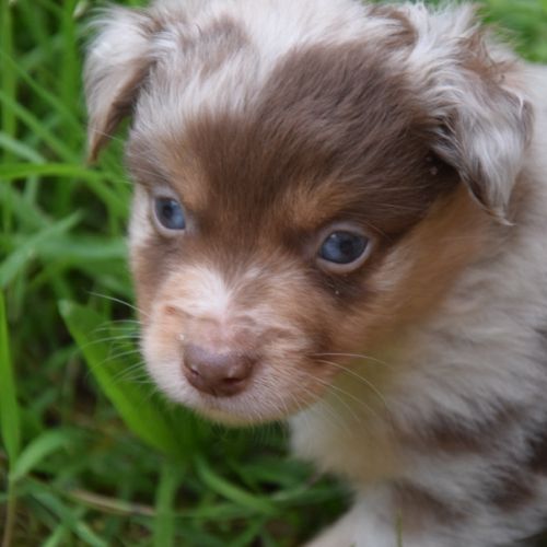 Chiots willyfriend lof