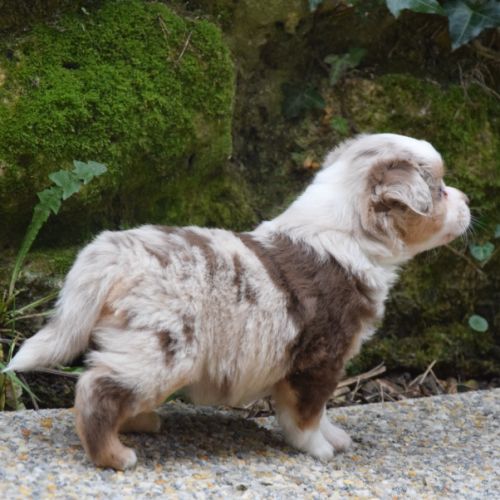 Chiots willyfriend lof