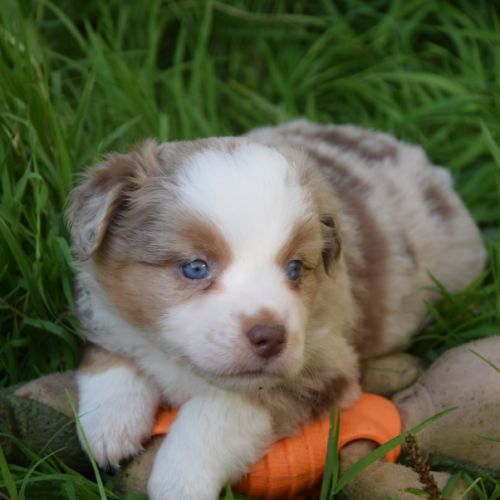 Chiots willyfriend lof