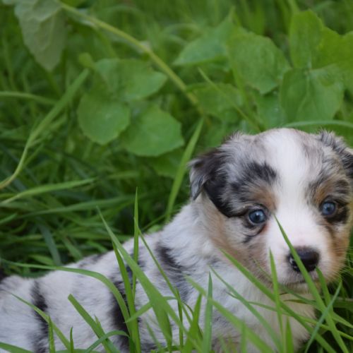 Chiots willyfriend lof