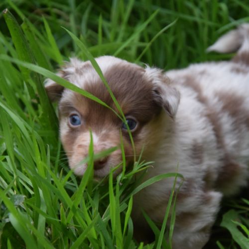 Chiots willyfriend lof