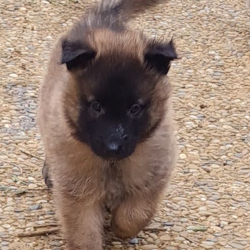 Magnifique chiot tervueren