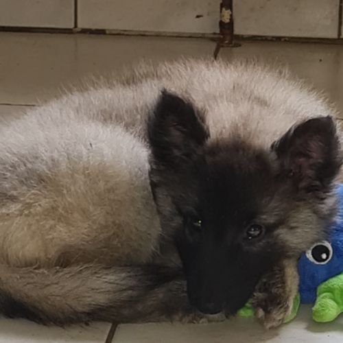 Magnifique chiot tervueren